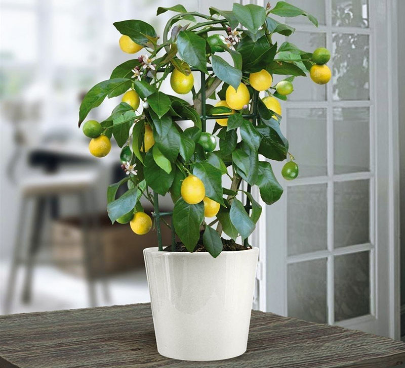 Лимонное дерево: уход в домашних условиях, фото