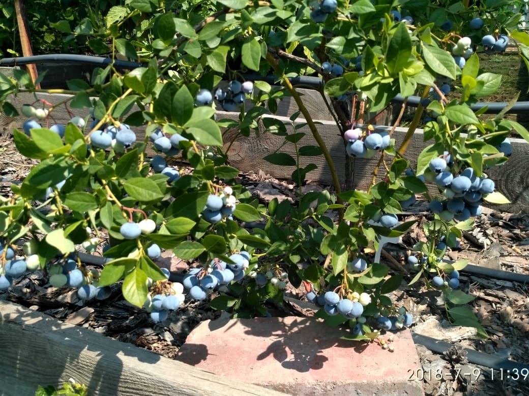 Голубика садовая выращивание и уход в краснодаре сорта фото