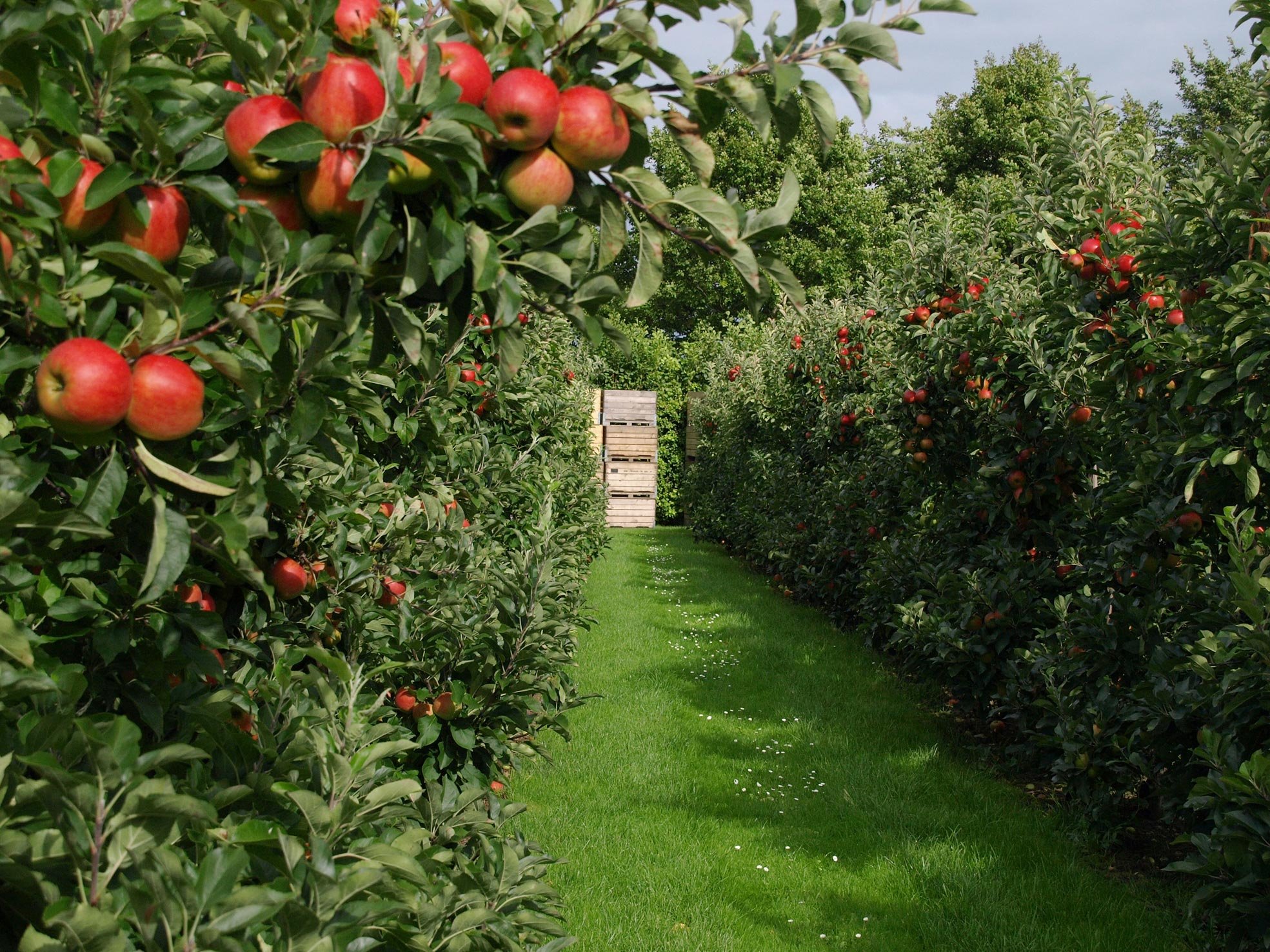 Как вырастить яблоню и правильно ухаживать за ней, чтобы собирать хороший урожай