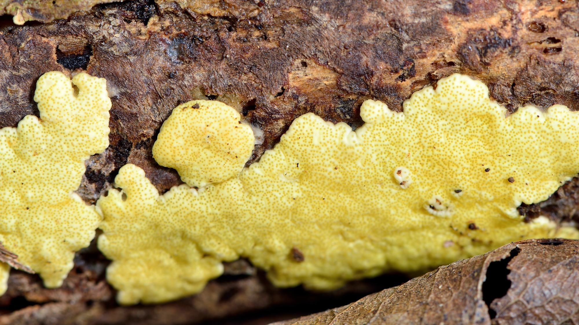 Триходерма – гриб, убивающий патогенные грибы