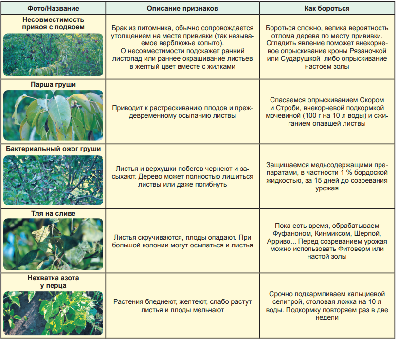 Недостаток микроэлементов у растений. Недостаток питания растений по листьям. Недостаток микроэлементов у растений таблица. Таблица болезней томатов.