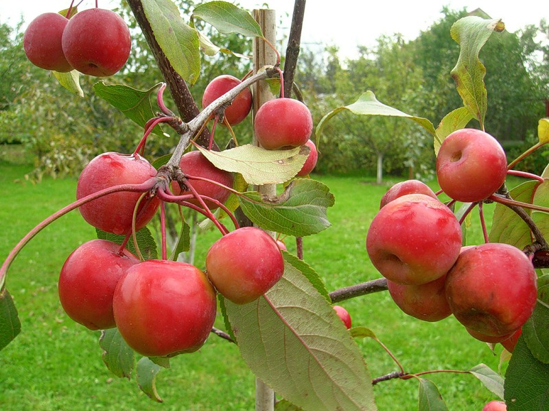 Яблоки Раечка Фото