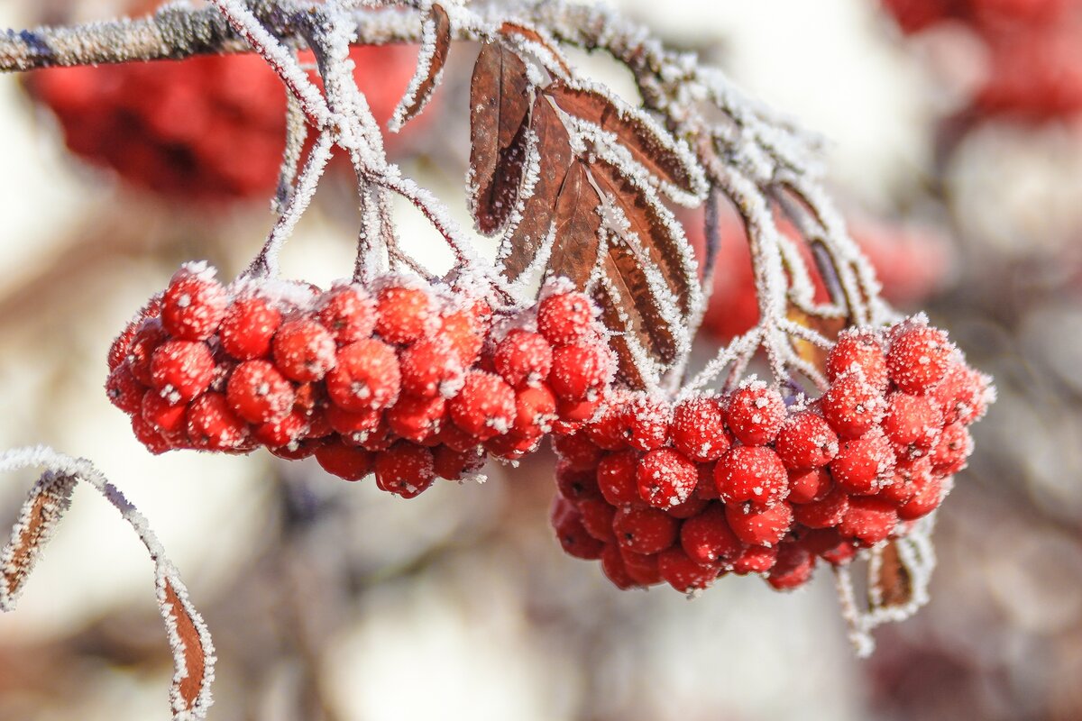 Песня гроздья рябины. Рябина в снегу. Зимние ягоды. Ягоды на ветке. Гроздь рябины зимой.