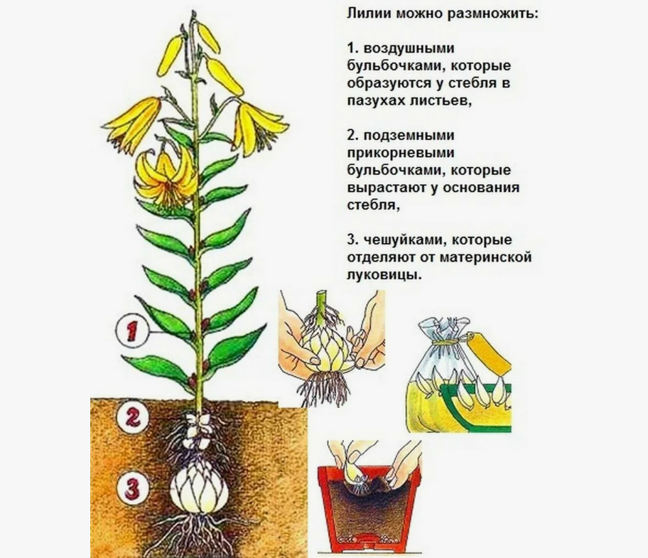 Роскошь возрождения французской эстетики садов: искусство пересадки и размножения лилий 
