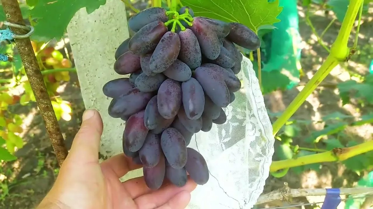 Первые дни Помпеи 